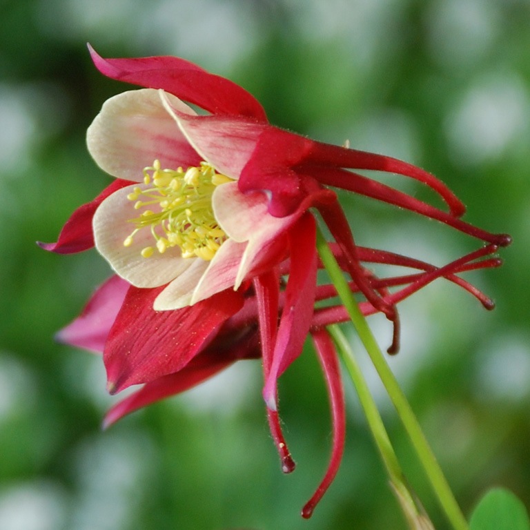 Аквилегия Aquilegia hybrida