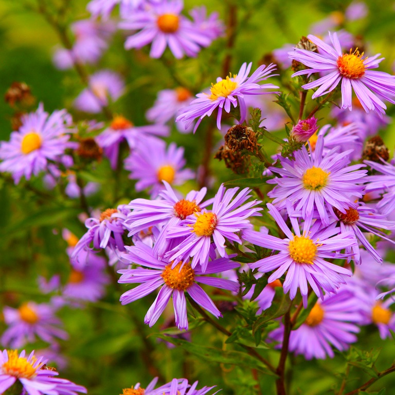 Астра новобельгийская Aster novi-belgii