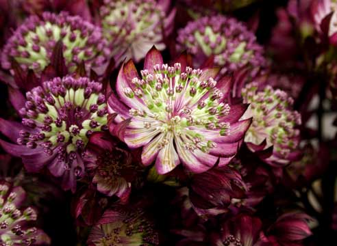 Астранция крупная (Astrantia major)