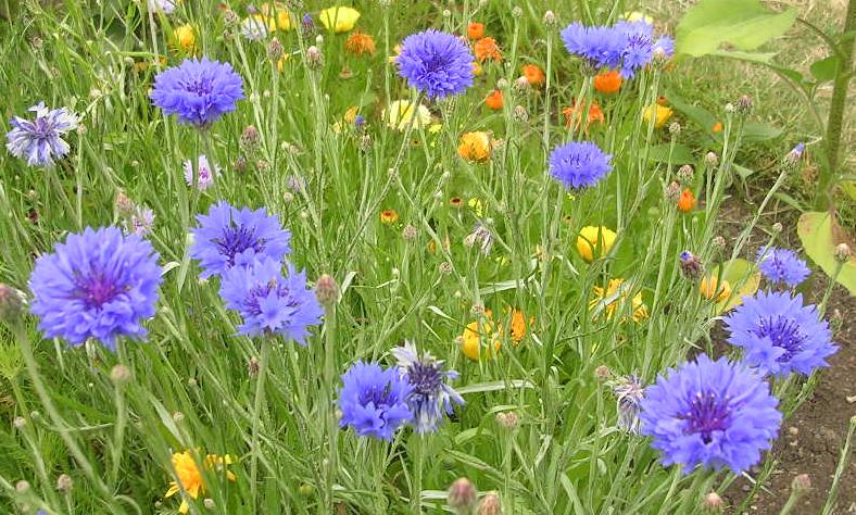 Centaurea cynaus