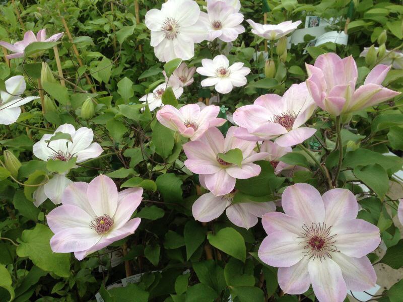 Clematis Dawn