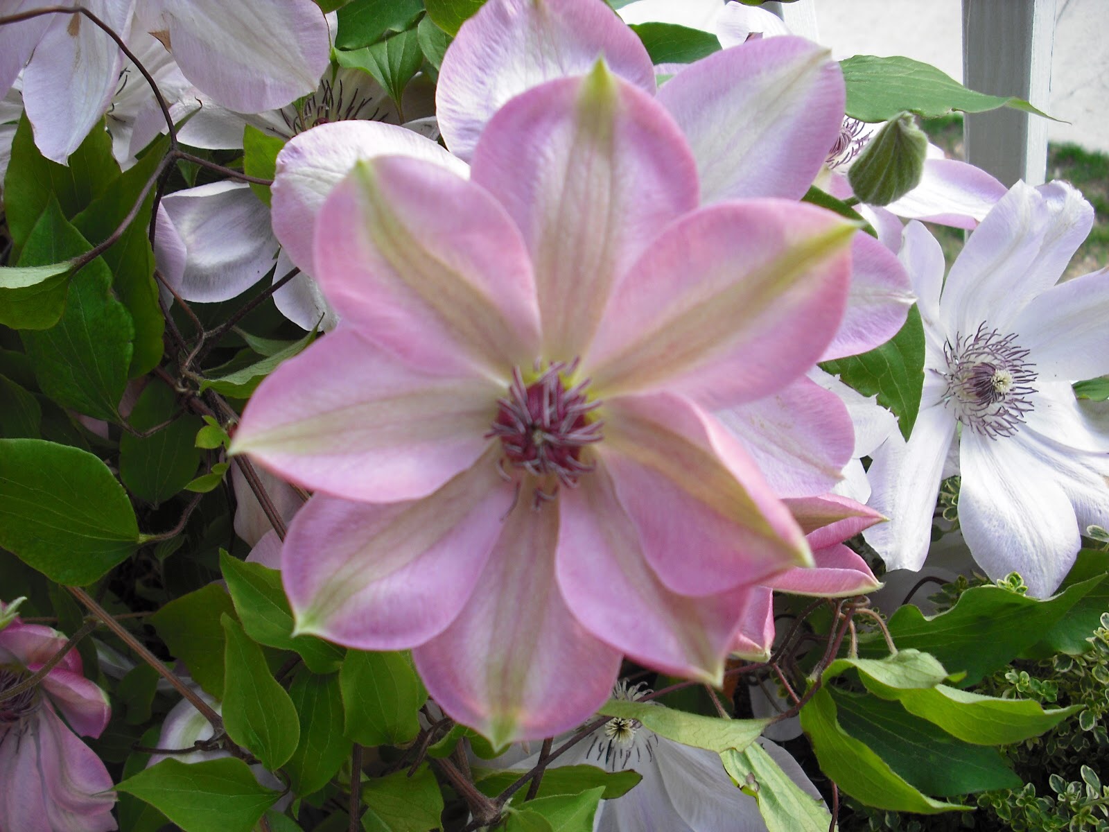 Clematis Dawn