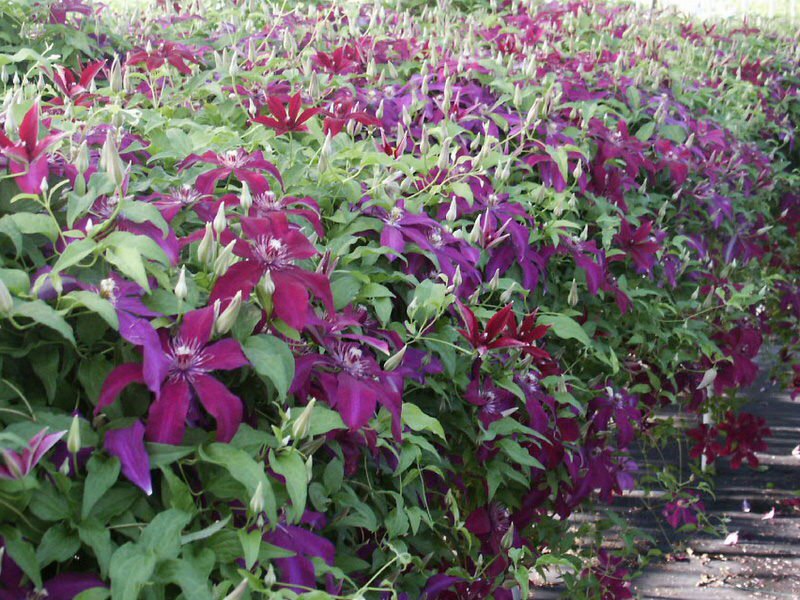 Clematis Huvi