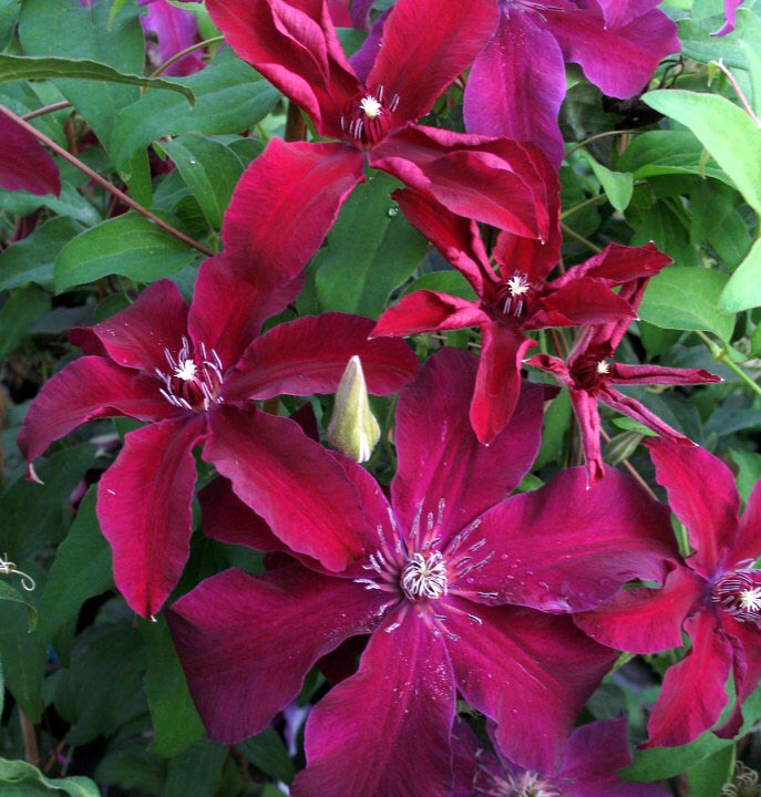 Clematis Huvi