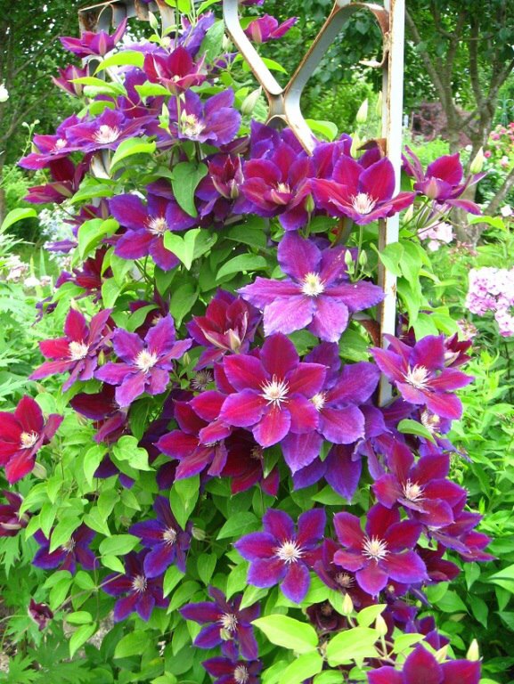 Clematis Julka