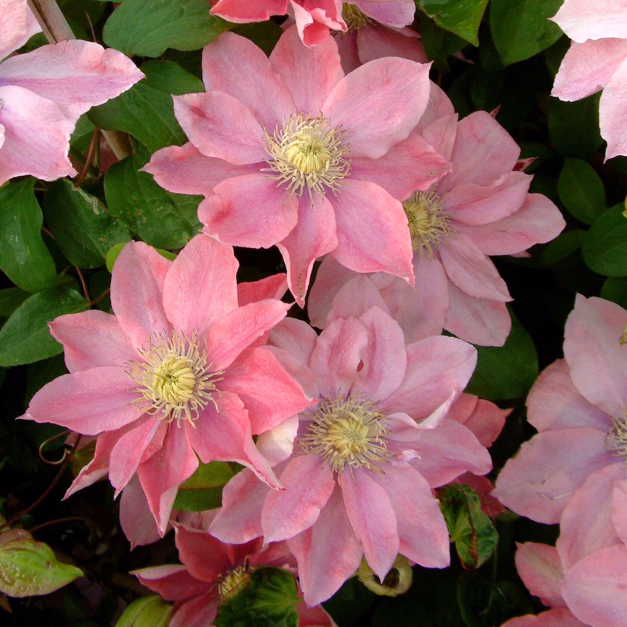 Clematis Little Merma