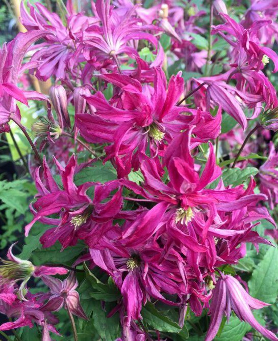 Clematis Rosalyn