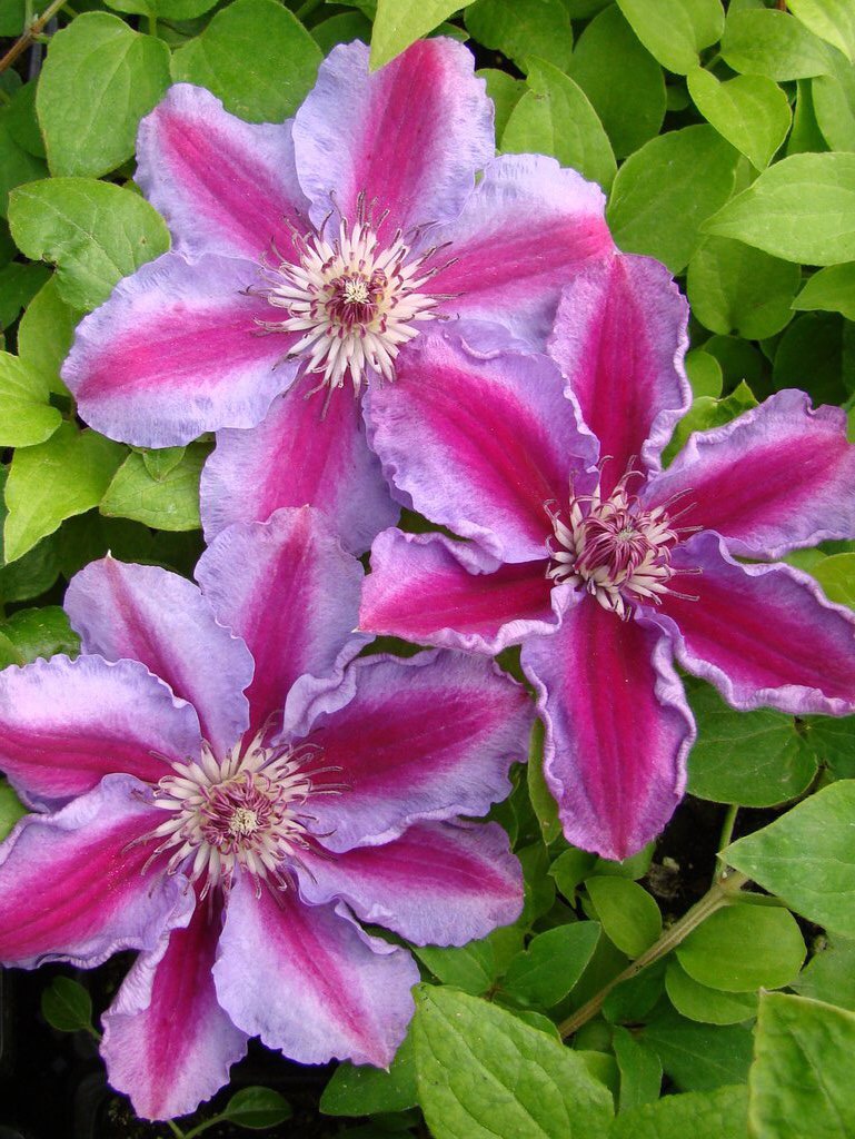 Clematis Tudor