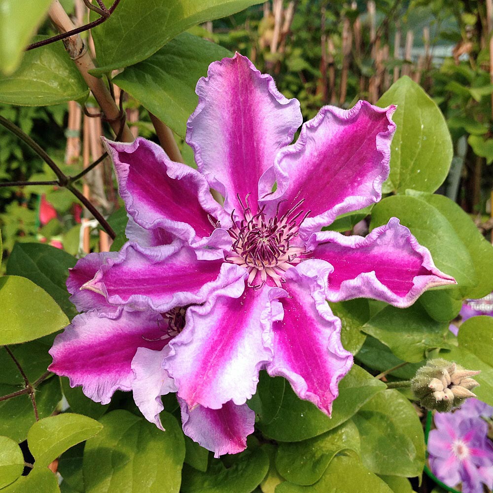 Clematis Tudor