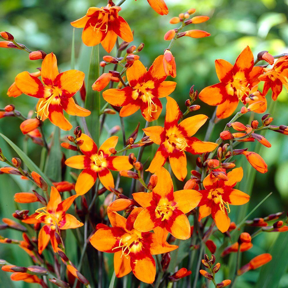 Crocosmia McKenzie