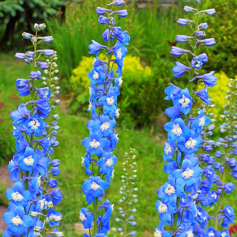 Дельфиниум Delphinium pacific