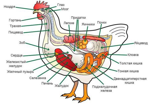 Дыхательная система кур несушек