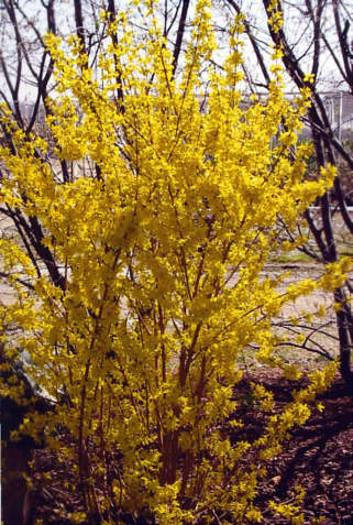 Forsythia intermedia