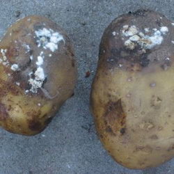 Фузариоз картофеля