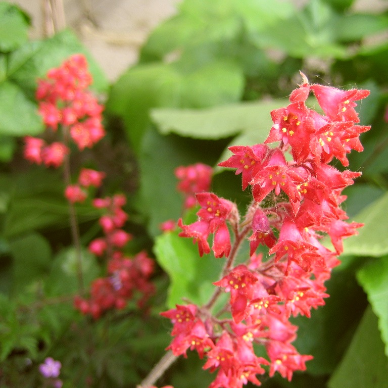 Гейхера Heuchera