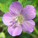 Geranium (3)