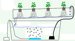 Гидропоника. Техника питательного слоя