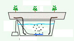 Гидропоника. Фитильная система