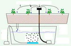 Гидропоника. Система капельного полива