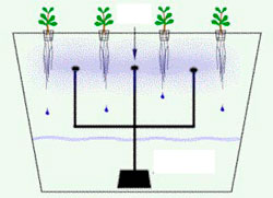 Гидропоника. Аэропоника