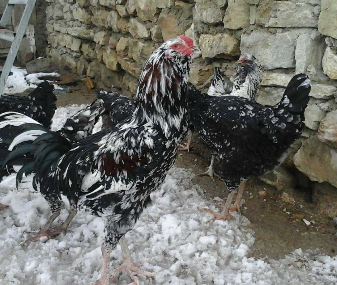 Гилянская порода кур