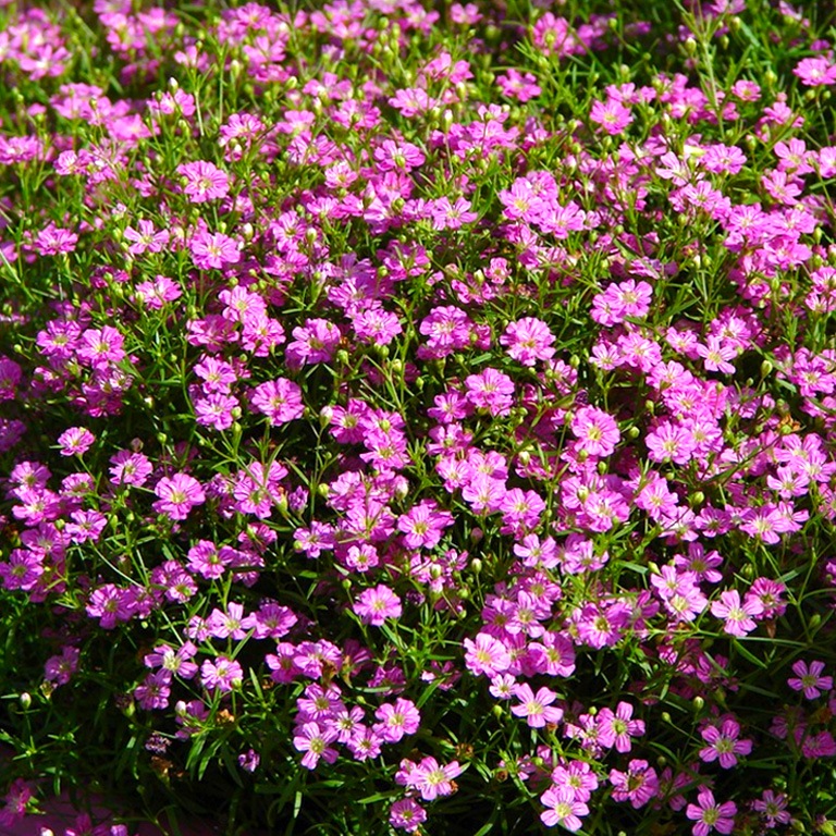 Гипсофила ползучая Gypsophila repens