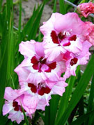 Гладиолус гибридный (Gladiolus hibridus hort)