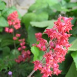 Heuchera (6)