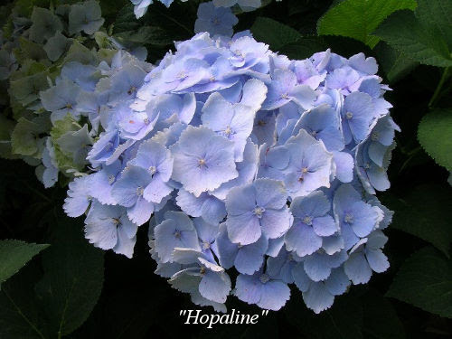 hopaline