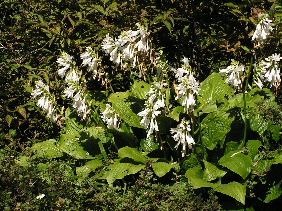 Хоста подорожниковая (Hosta plantaginea)