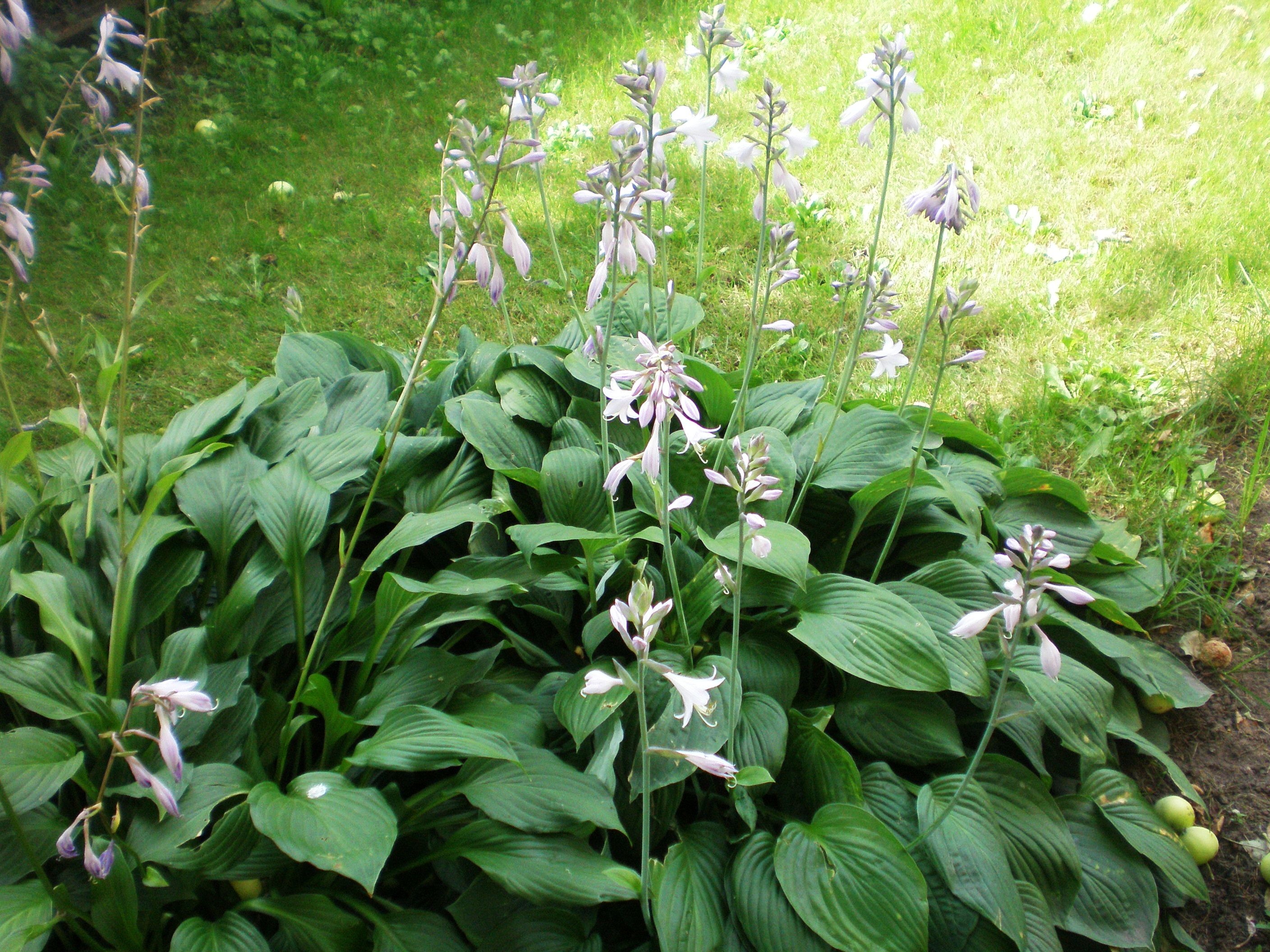 Хоста подорожниковая (Hosta plantaginea)