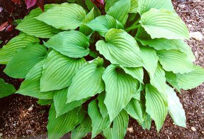 Hosta ventricosa