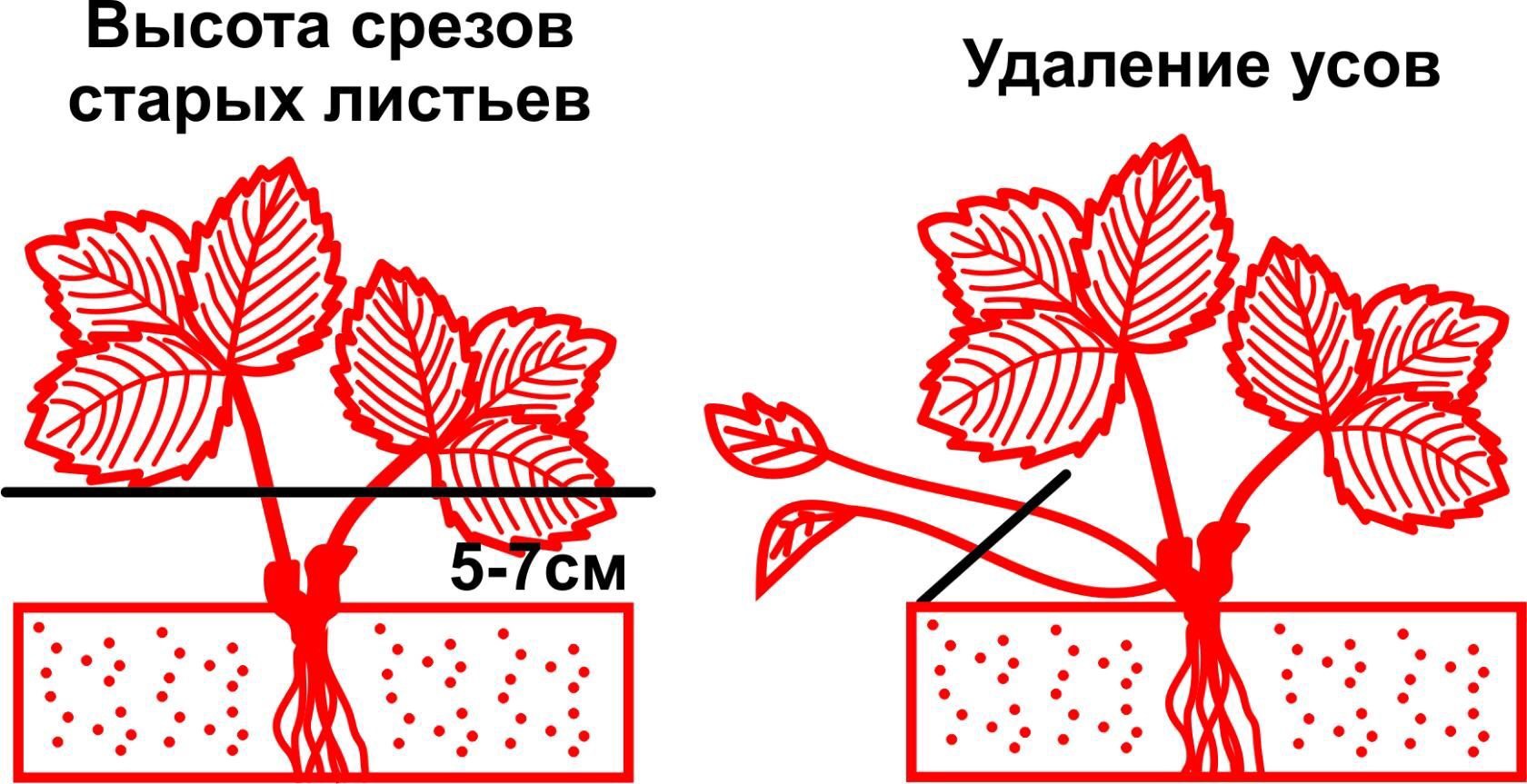 Обрезка усов клубники