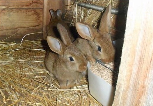 Комбинированный тип кормления кроликов
