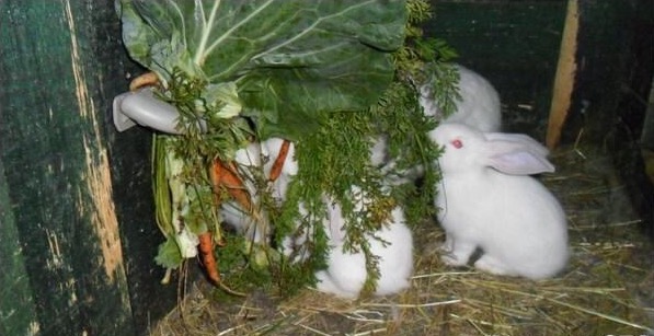 Клетчатка в рационе питания кроликов