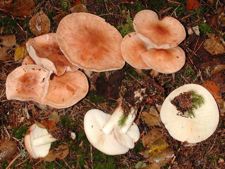 Родоколлибия прорывающая - Rhodocollybia fodiens