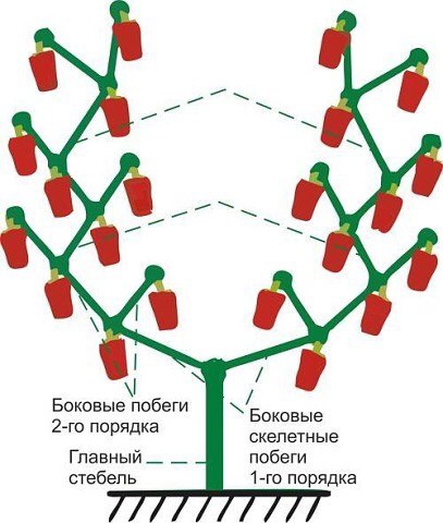 Формирование болгарского перца в два стебля