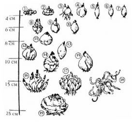 Глубина посадки луковиц