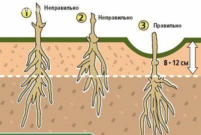 Как и куда правильно посадить клематис