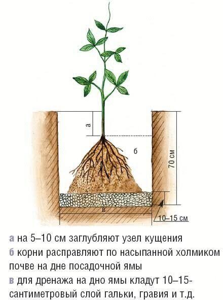 Как и куда правильно посадить клематис