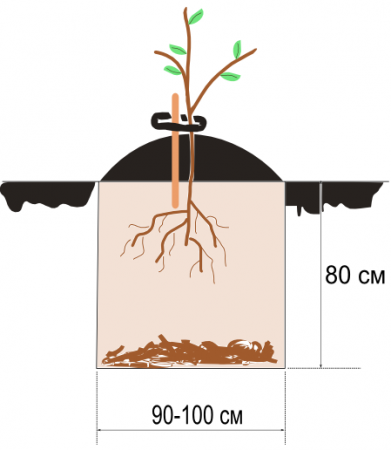 Как правильно посадить яблоню