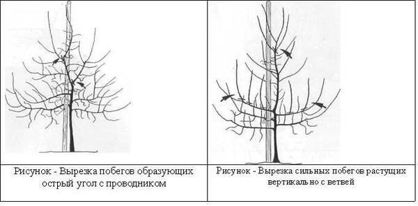 как правильно посадить грушу