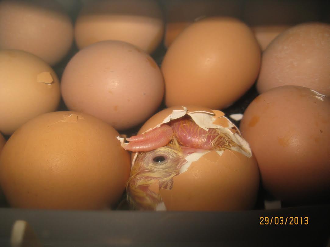 Как рождается цыпленок