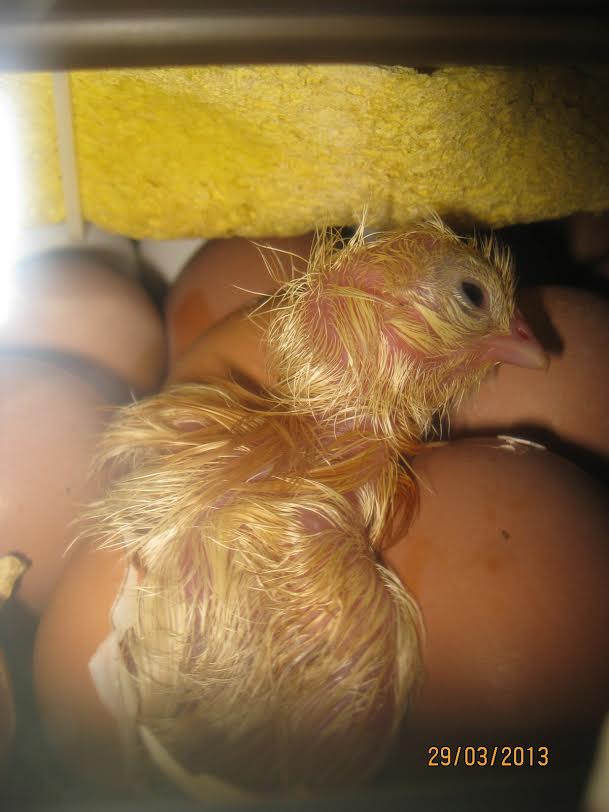 Как рождается цыпленок