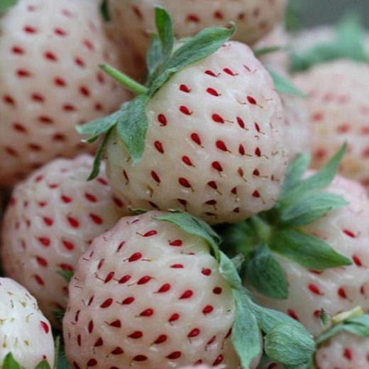 Клубника Пайнберри. Pineberry. Петербург