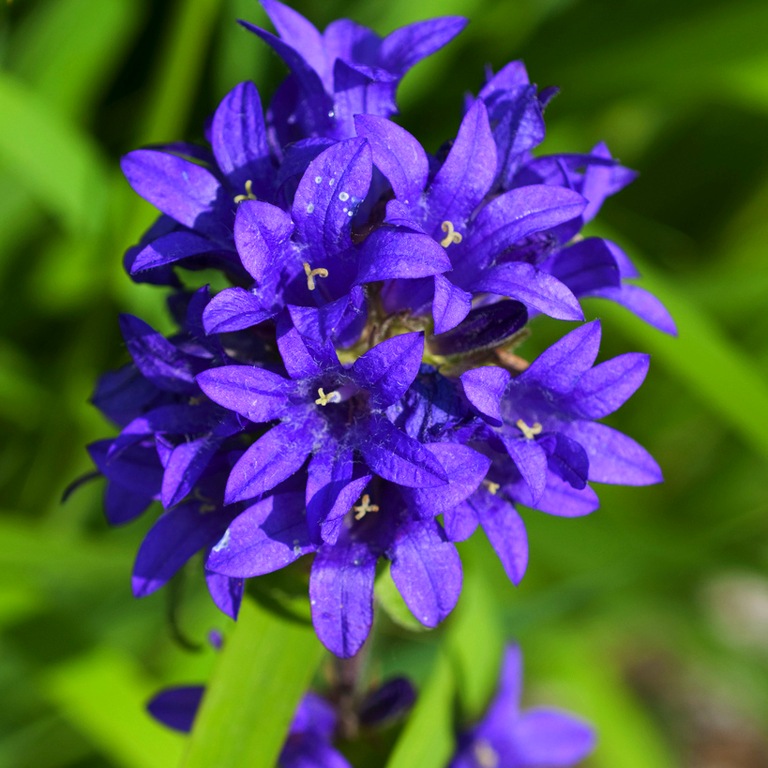 Колокольчик скученный Campanula glomerata