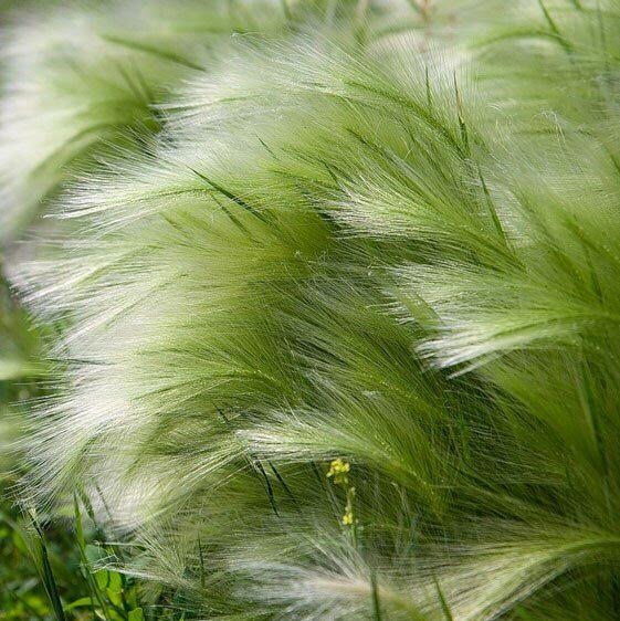 Ковыль Stipa Panitails