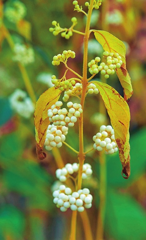 Красивоплодник белоплодный (Callicarpa albibaccata)