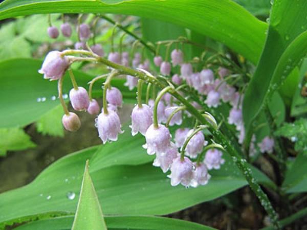 Ландыш Convallária Rosea