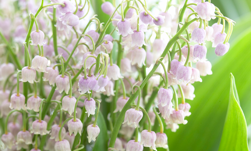 Ландыш розовый Convallaria rosea